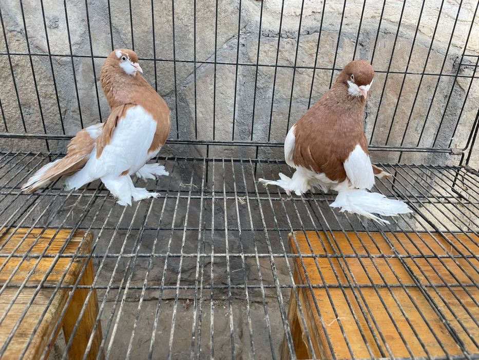 Статные голуби продажа