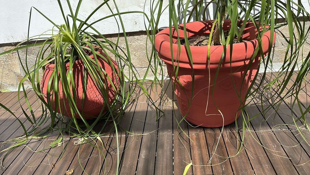 Делви кашпи за градина