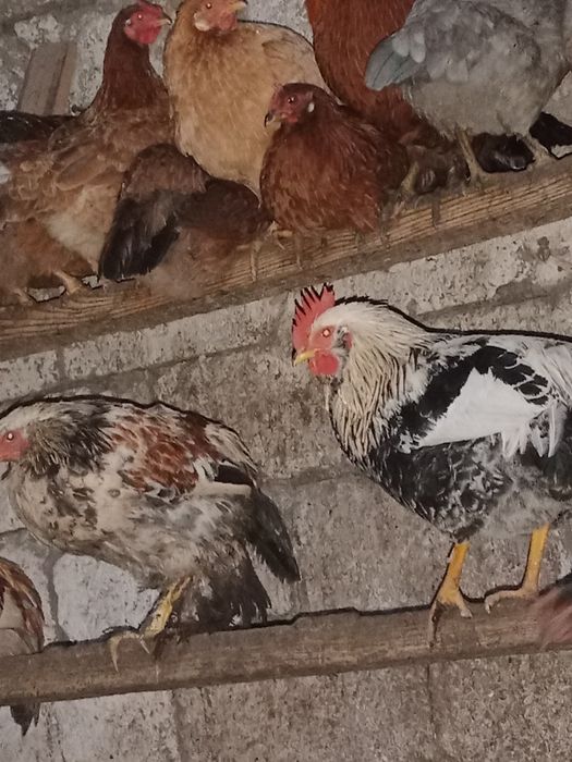 Петушки молодые , домашние