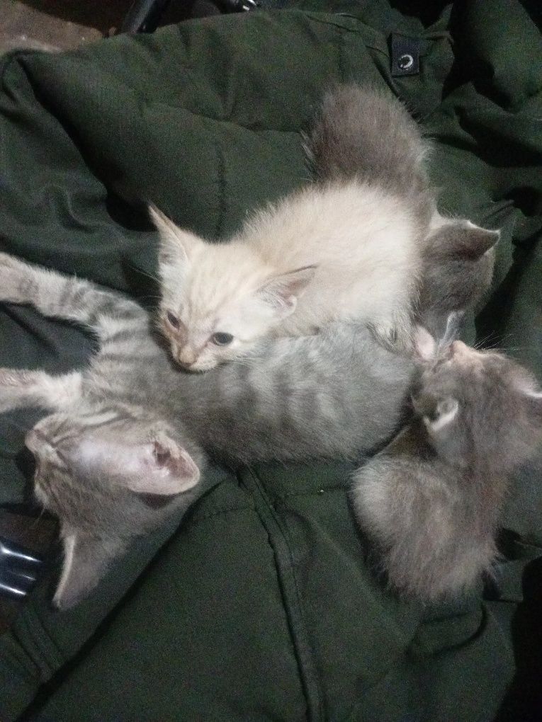 Котята в добрые руки