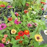 Plante flori decorative - craite, pufuleti, carciumarese (zinnia)