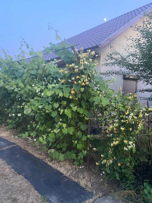 Casa de închiriat Branistea