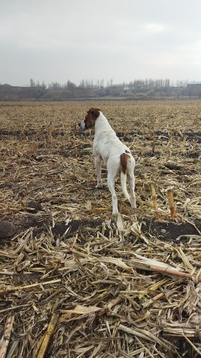 Pitbul sotiladi yaxshi qollarga