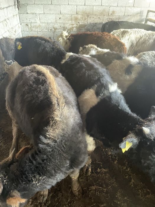 продам бычков 9 голов