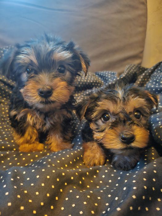 Йоркширски териер/йорки