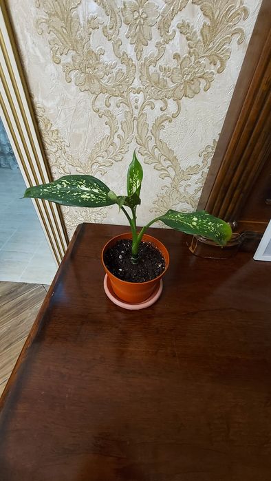 Диффенбахия,Продаю.