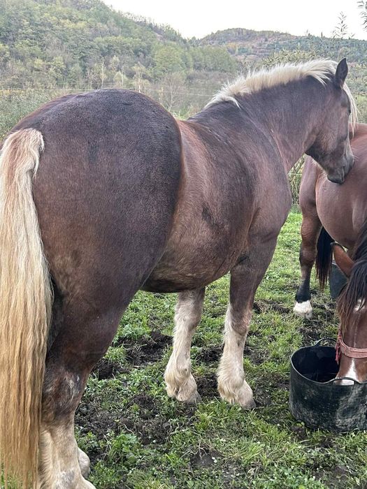 De vânzare manz de 3 ani