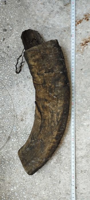 Стар катранник от биволски рог