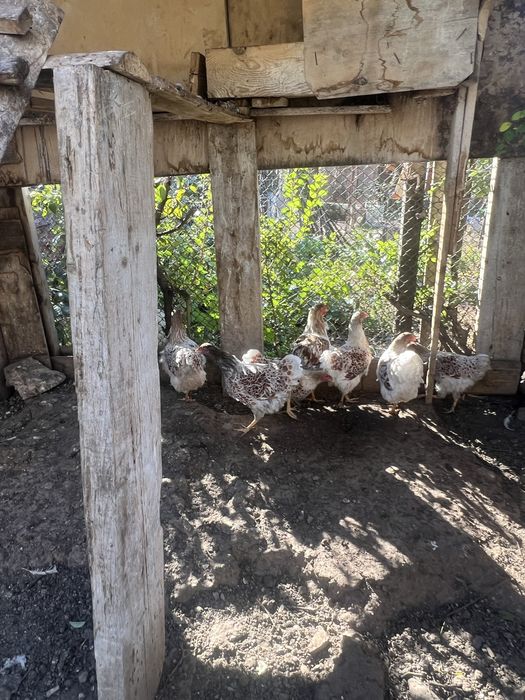 Pui de casa de vanzare