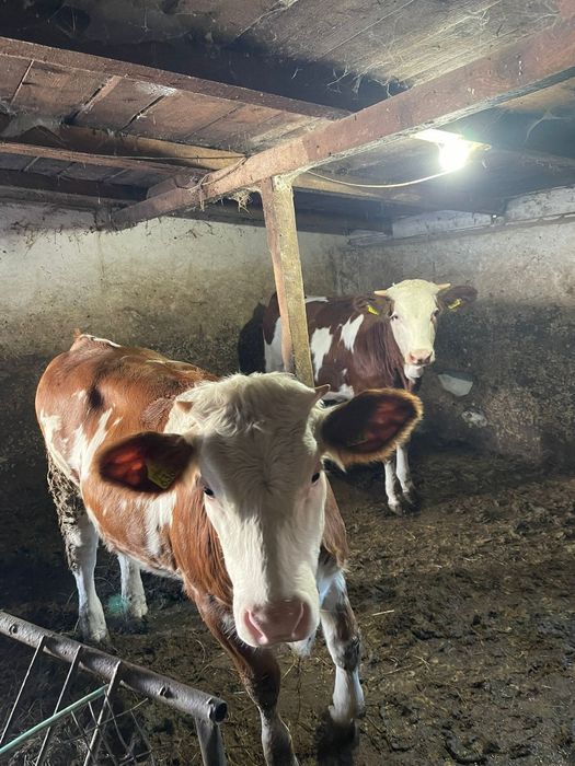 Vând vitei și vitele bălțată romaneasca