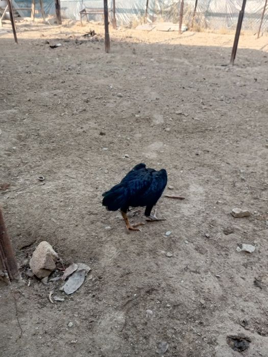 Dakan tovuq onasi bedana par tovuqdan chiqan