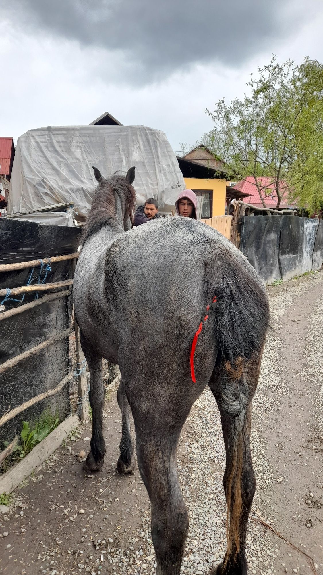 De vânzare o iapă de trei ani e foarte cuminte merge bine la căruță e