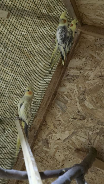 Карелла тутила сотилади 300000 сумдан донаси