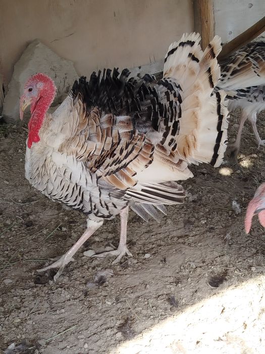 8 ойли эркак куркала сотилади