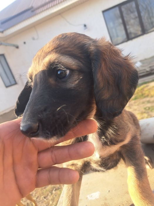 Тазы күшік сатылады ұрғашы