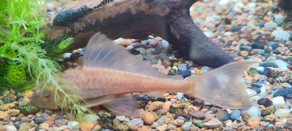 Плекостомус золотой , сомик, размер 12 см