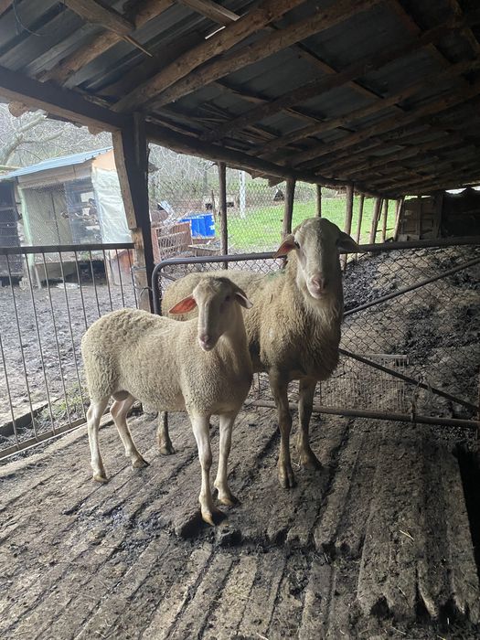 Продавам 2 коча Лакон