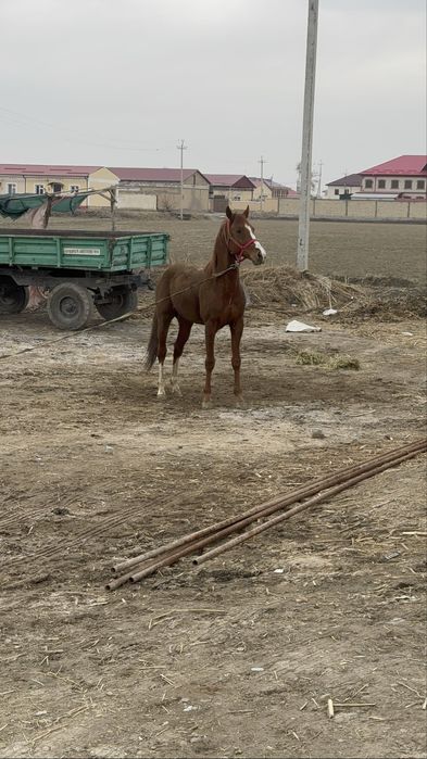 Продается лошад ахалтикинский смеш.