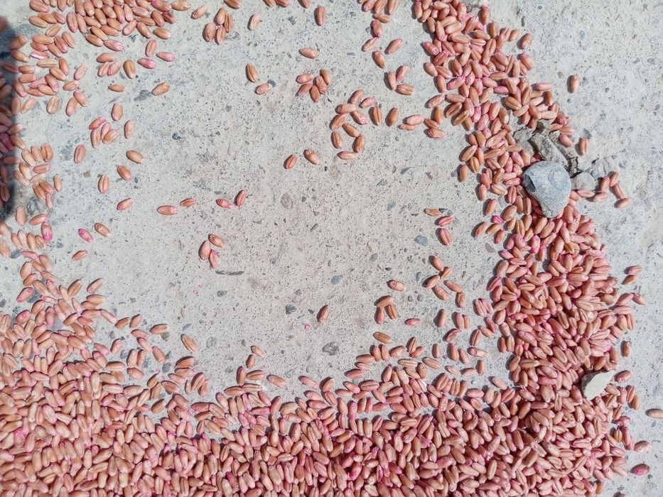 Bug'doy urug' BAGRAT Rossiyaniki