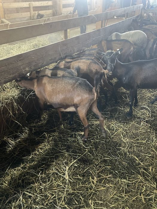 Vand capre alpina franceza