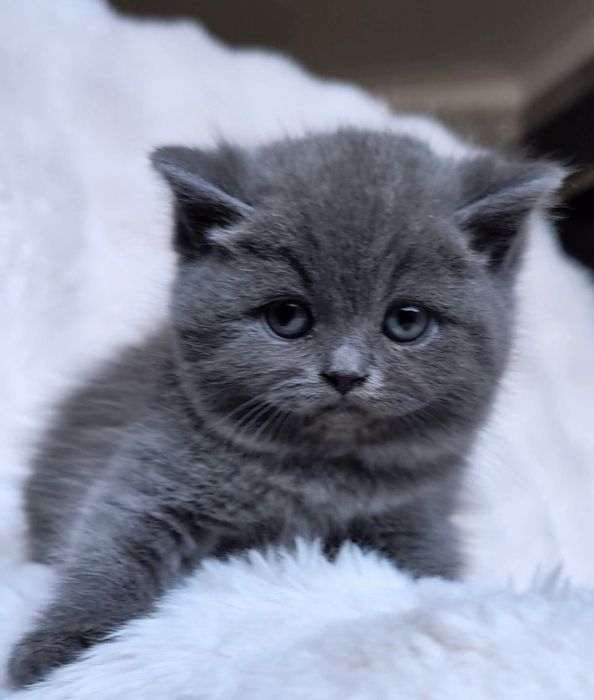 Британска късокосместа