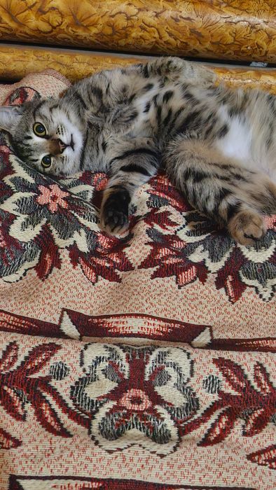 Отдаю в добрые руки котенка. С ненавязчивой просьбой присылать фото ..