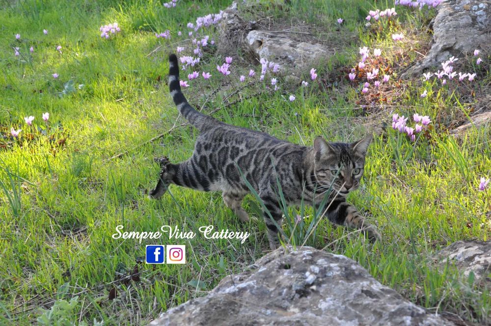 Бенгалско коте женско