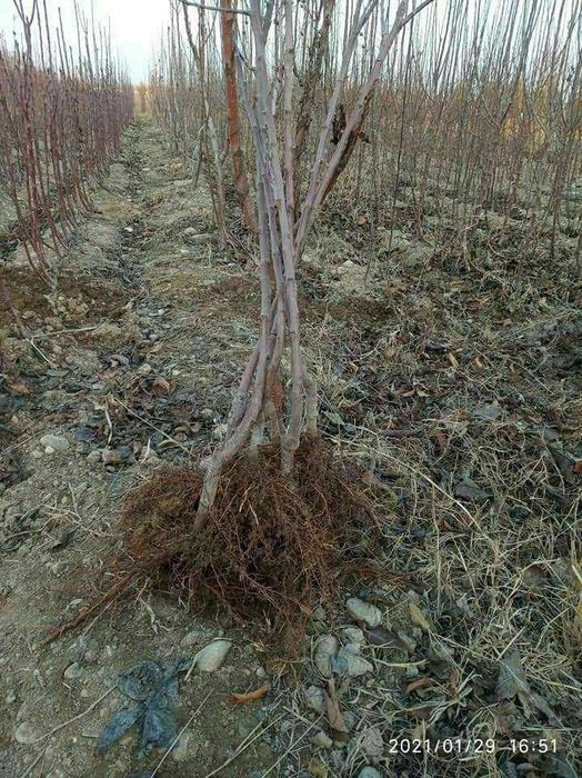 Кўчат Шредерники