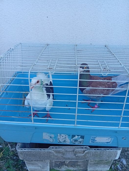 Porumbei voiajori de stil vechi