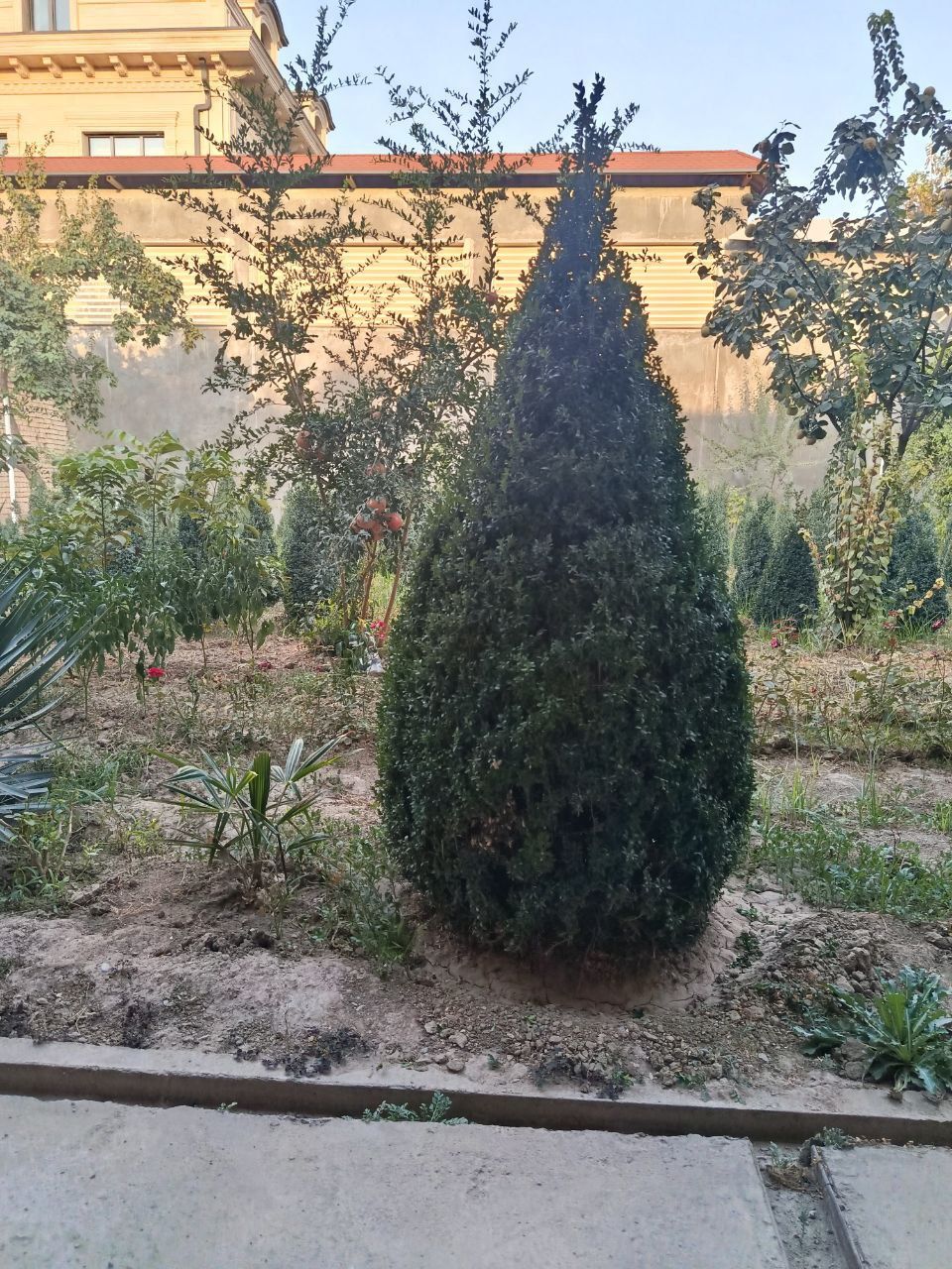 Шамшод куп йиллик