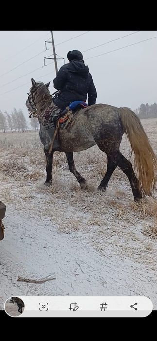 Продам жеребца с откорма, 5 лет.