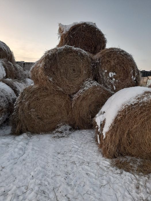 Продам сено  в рулонах