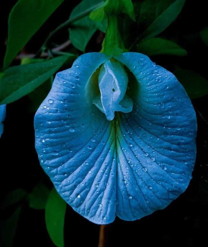 Клитория Тернатея Пеперуден Син Чай Очи Нервна Сист. Clitoria Ternatea