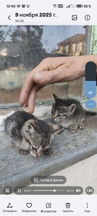 Котята отдам даром в добрые руки