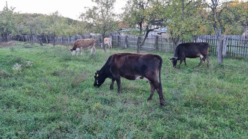 Vând vaci blânde gestante