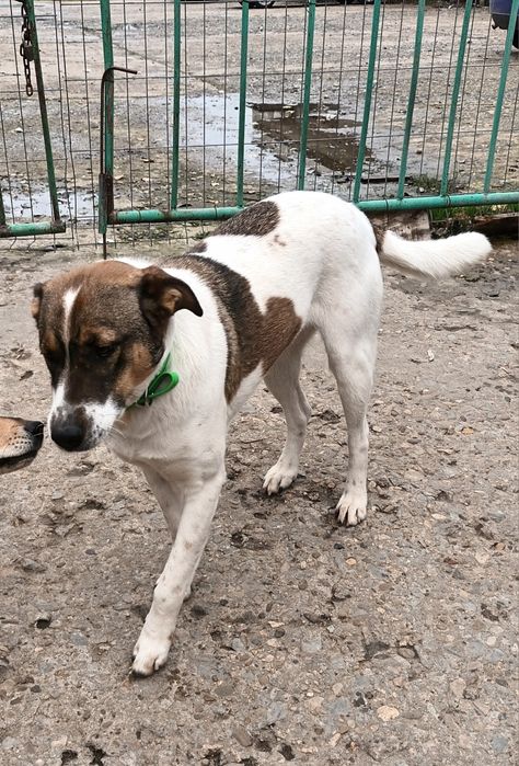 Подарява се Лазар