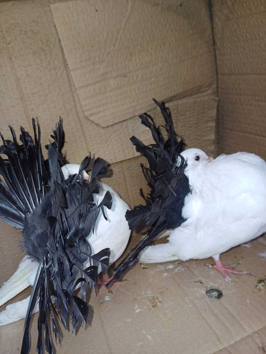 Jucatori de Botosani si Infoiati