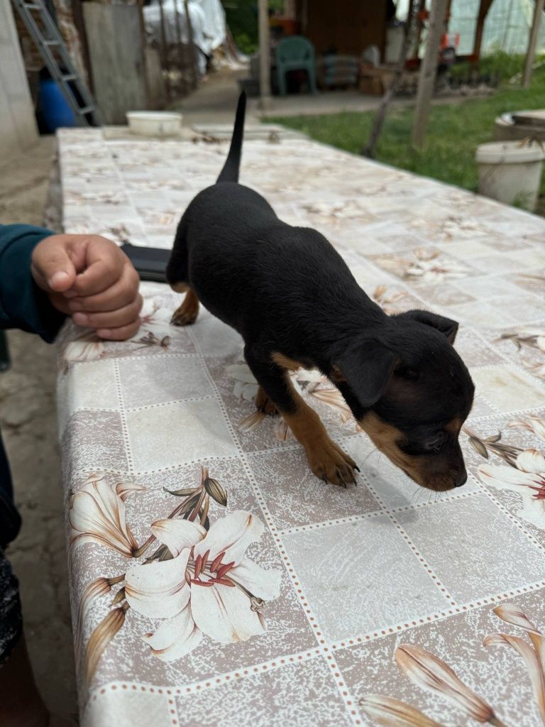 Пинчери чирен и элатист