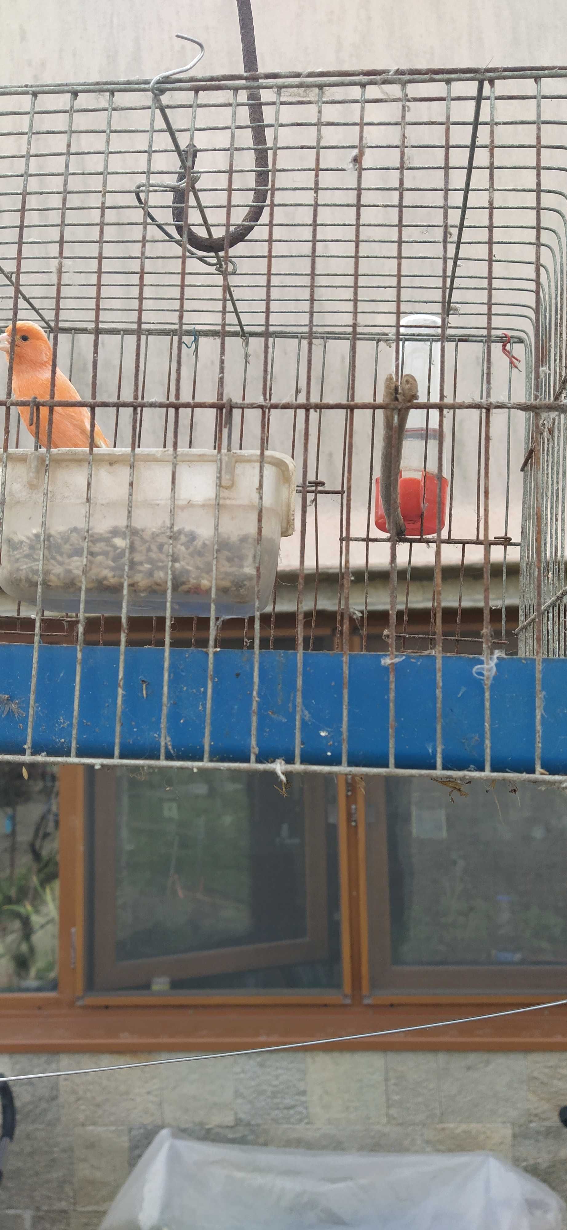 Продавам мъжки канарчета