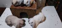 Iepuri Berbec Pitic Iepurasi Mini Lop Holland Lop Iepuri de Apartament