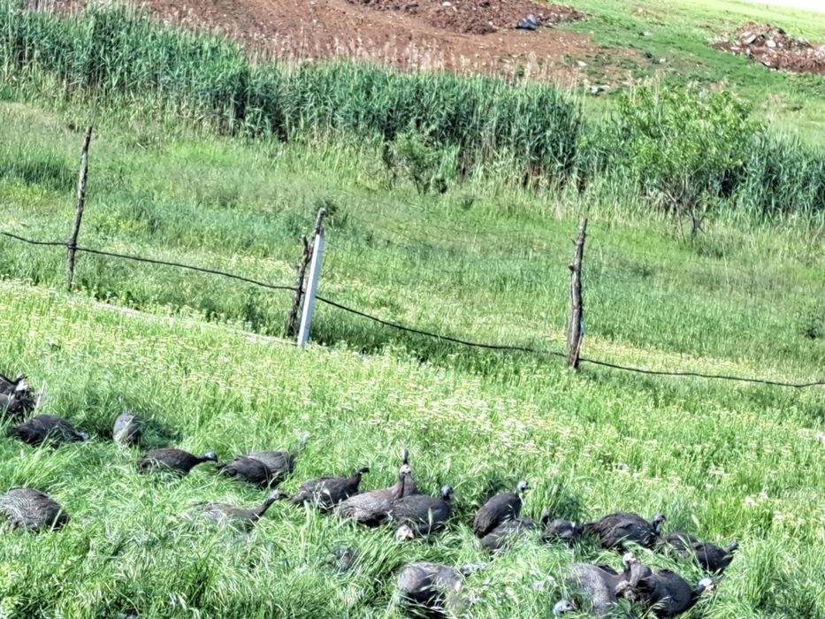 rate românesti, boboci de gâșca, bibilici