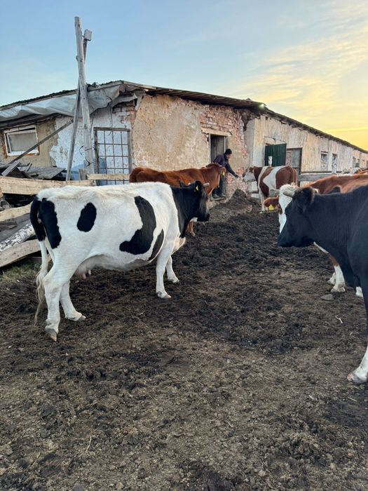 Продам 13 молочных коров