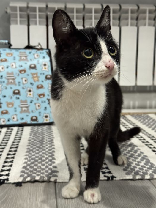 отдам кошку 7-8 месяцев в добрые руки