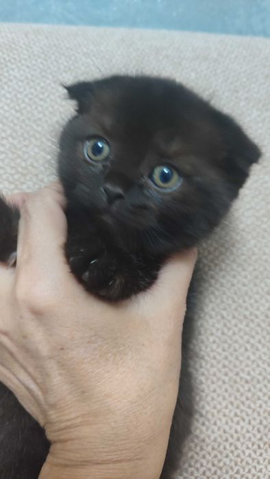 Продам котенка породистого