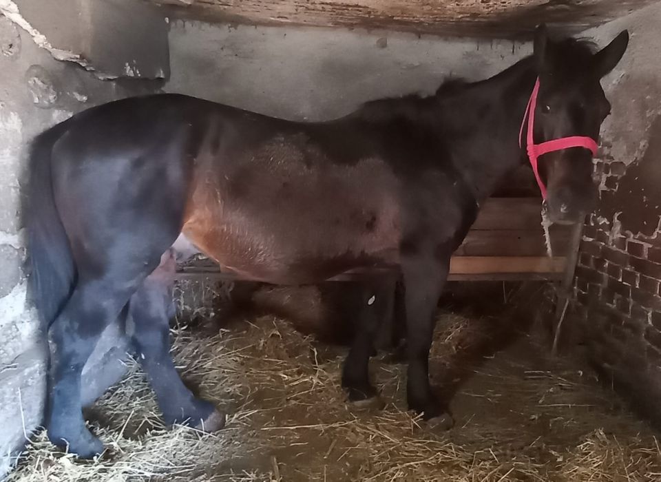 Vând cal tracțiune