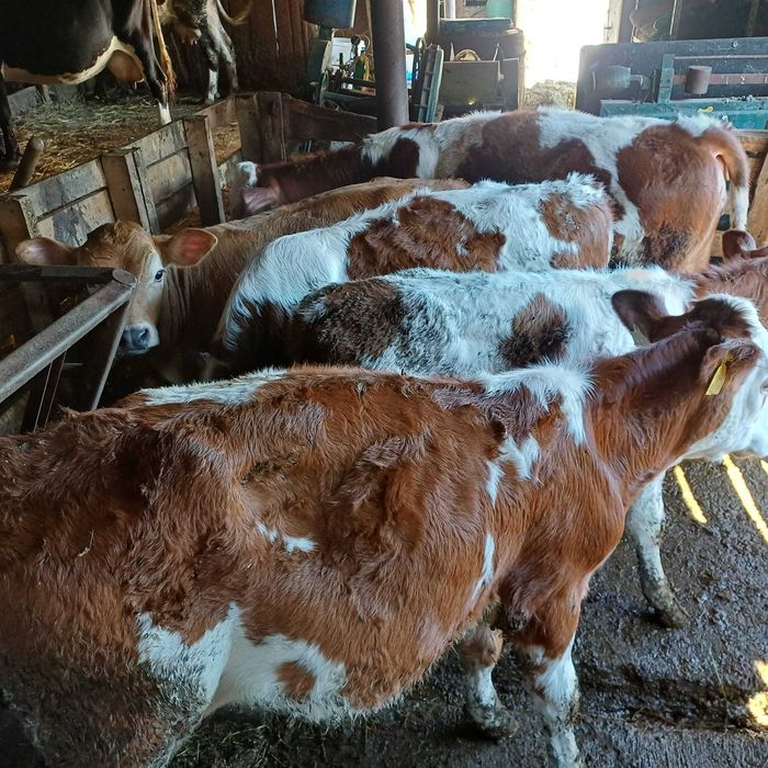 Vând vițele înțărcate balțată românească!