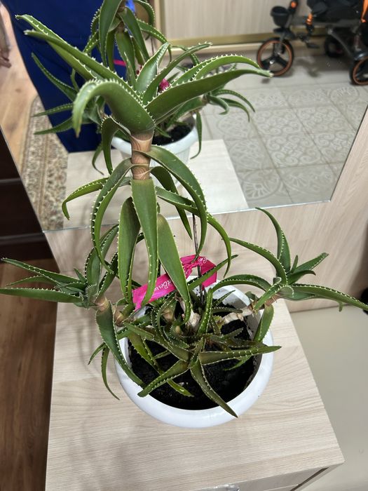 Цветы домашние Алоэ больше 3х лет. Для лечения самое то