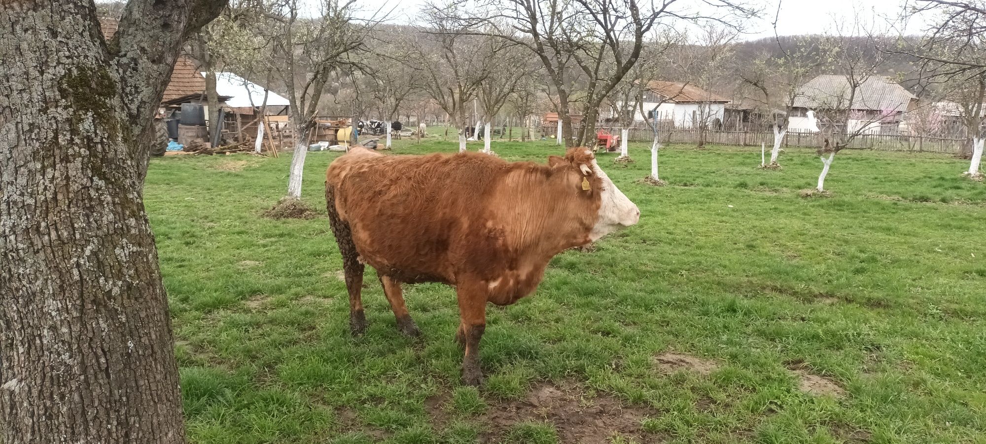 Vând vacă baltata romaneasca