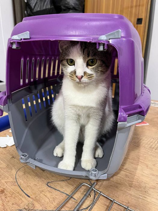 Отдаются в добрые руки мальчик и девочка