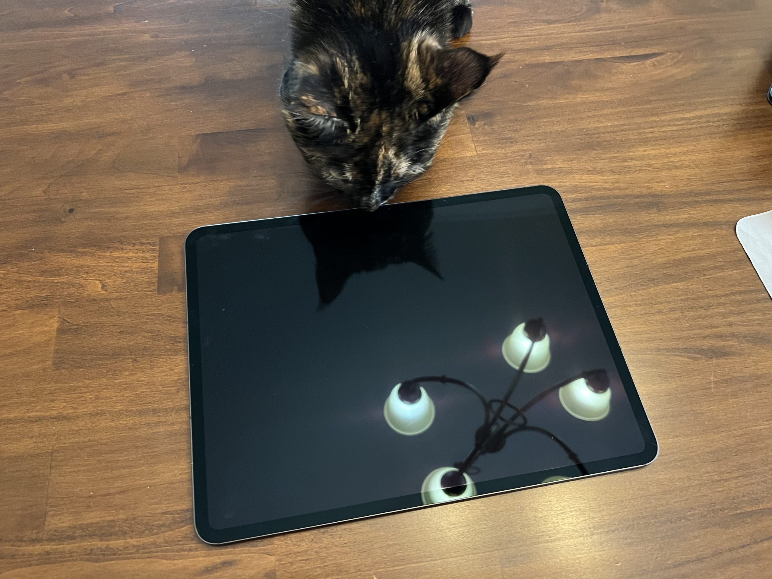 iPad Pro 11 m4 256 gb WiFi + cellular